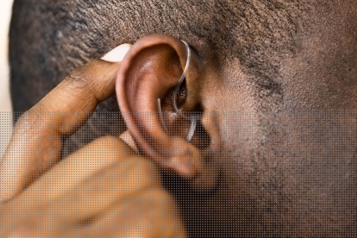 Hearing Aid And Audiology. Handicap And Disability Aid